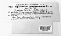 Epicoccum nigrum image